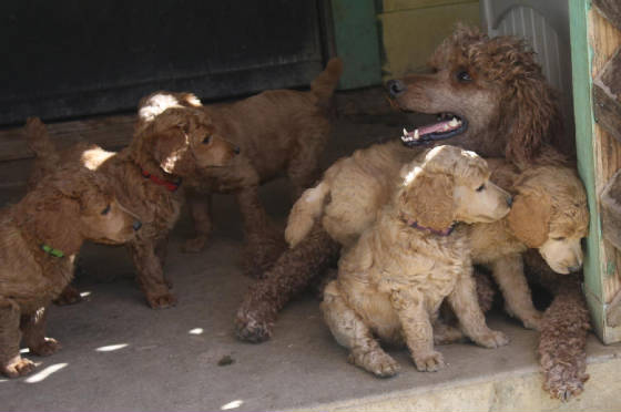 2014nelaandpups5wks.jpg