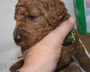 2014nelapup3weeklime.jpg
