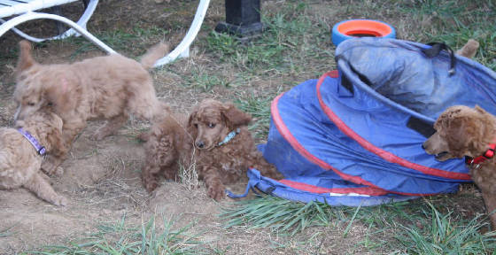 2014nelapups7wk.jpg