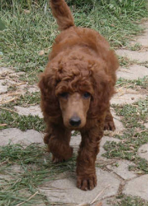 915pup5.jpg
