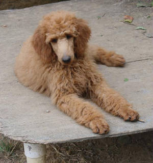 amberpup2.jpg