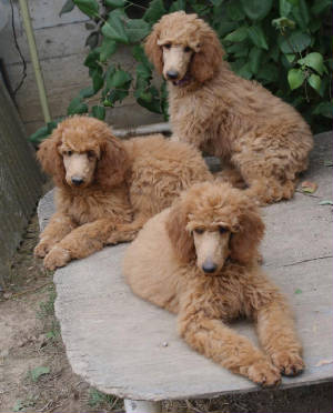 amberpups1.jpg