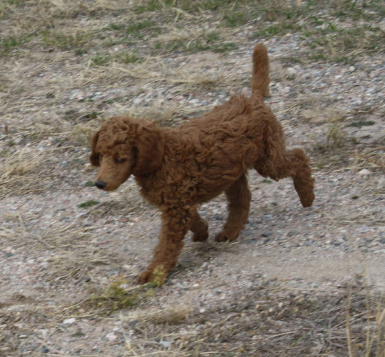 pinkpaw1030.jpg