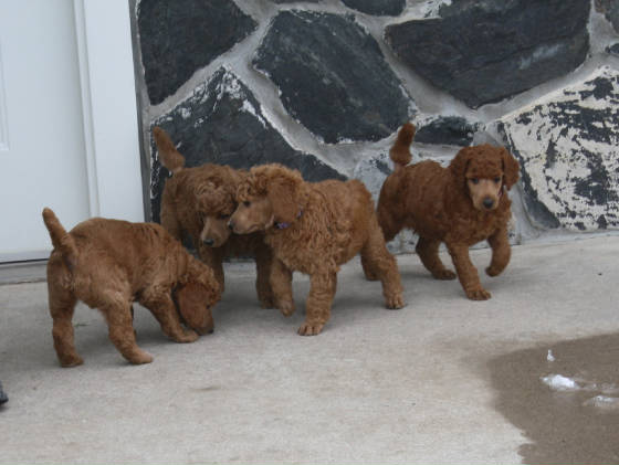 pris184pups.jpg