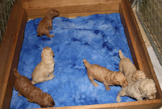 pup430d.jpg