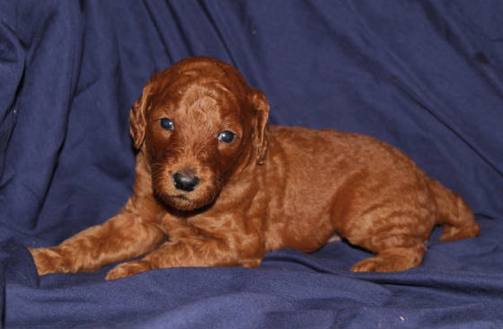 pup916.jpg