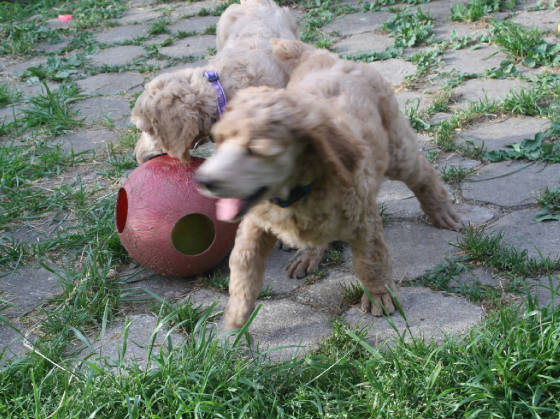 puppies64c.jpg