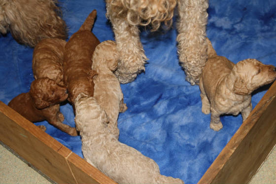 pups17dayse.jpg