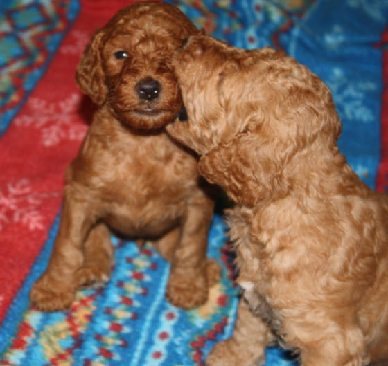 pups5416.jpg