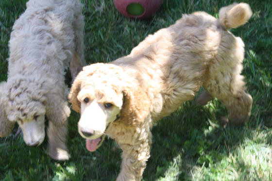 pups611.jpg