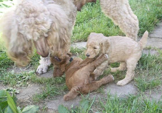 pupslilyc510.jpg