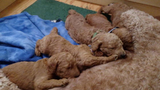 pupsnursing1.jpg