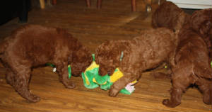 sep1playtime1.jpg