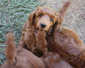 sep8pupppyclump.jpg