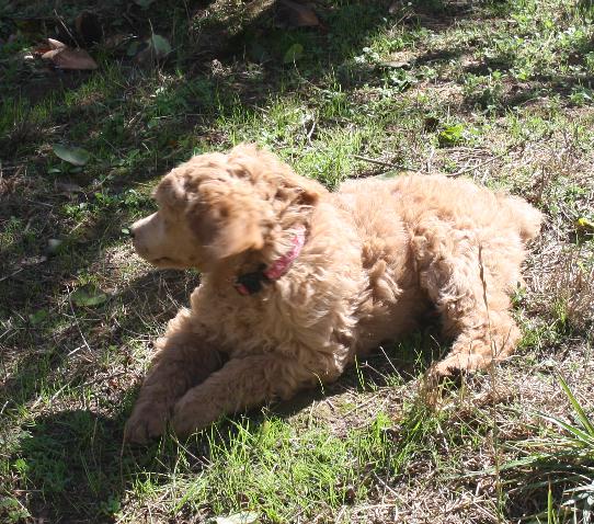 2014nelapinkpaw8wk.jpg