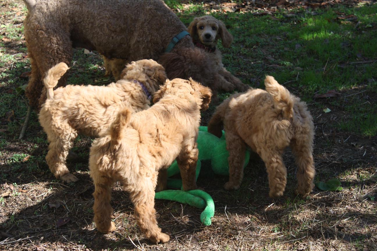 2014nelapups8wks2.jpg