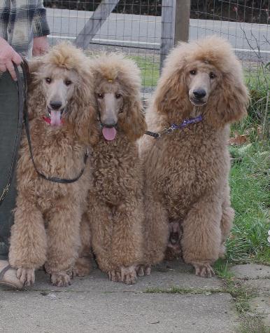 3pupslilypeachescam.jpg