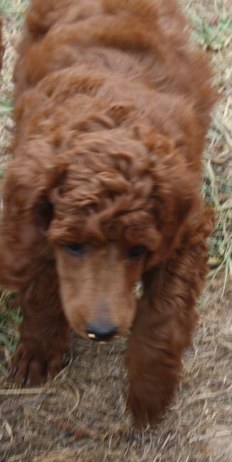 915pup1.jpg