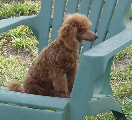 pippy2.jpg