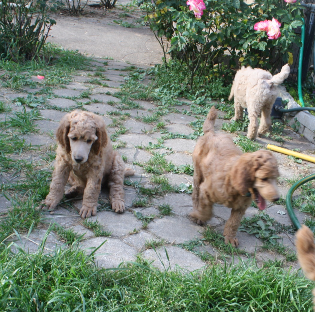 puppies64a.jpg