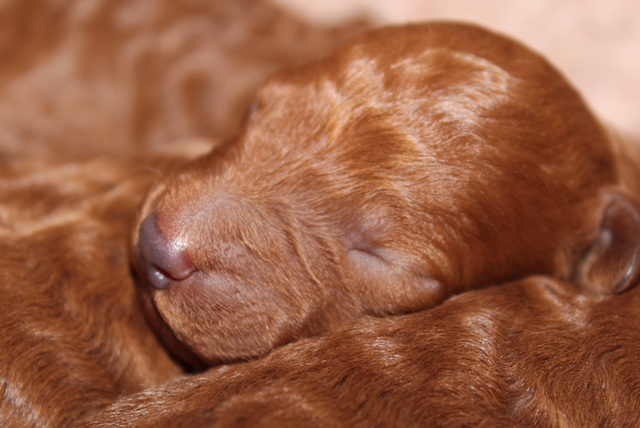 pups4.jpeg