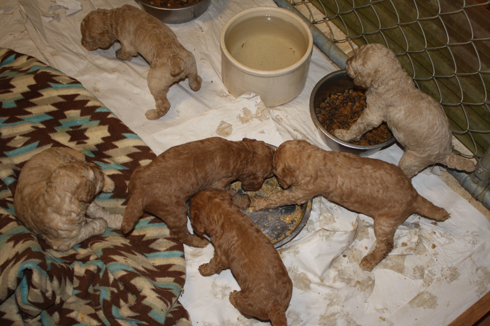 pups430a.jpg