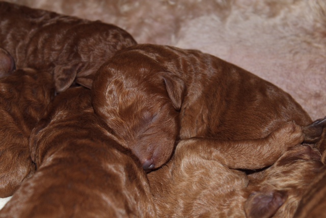 pups5.jpeg