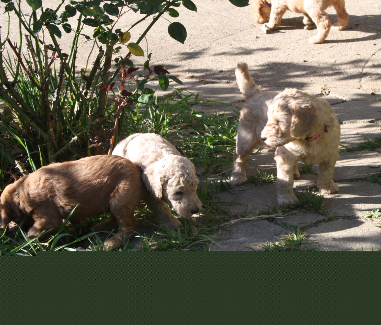 pupsoutside510.jpg