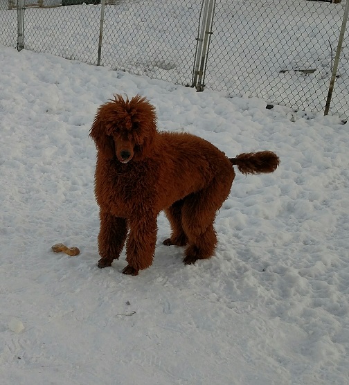 rockysnow.jpg