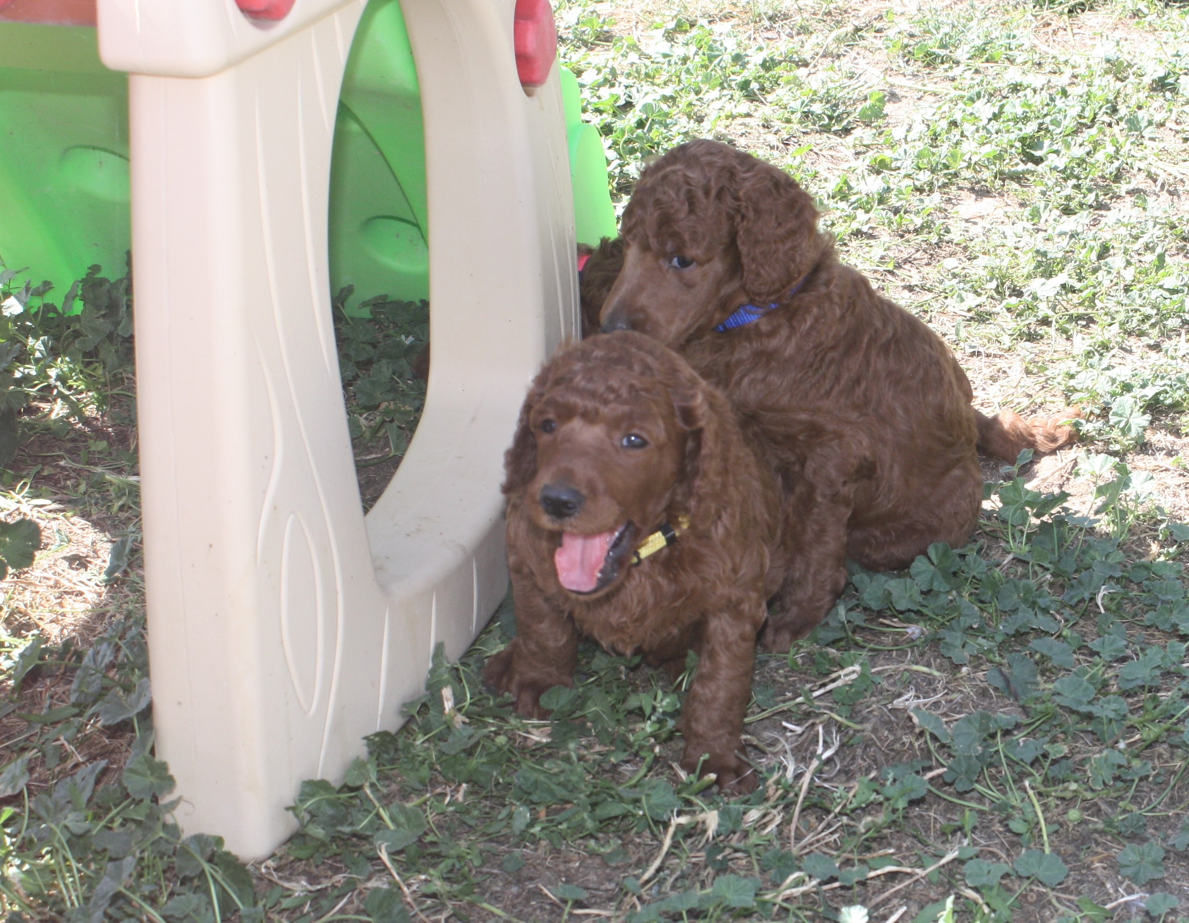 Daisypup.yellow.blue.9.2.24